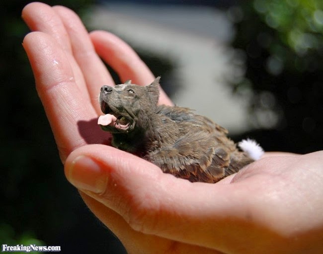 k%C3%B6pekler ku%C5%9Flar rooteto12